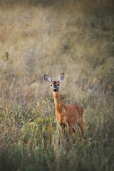 Female roe-deer in late summer grass
