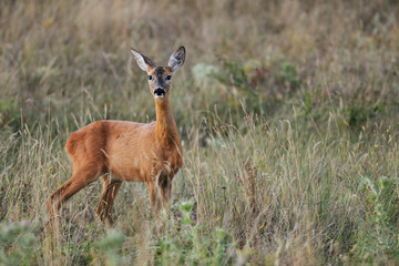 Female roe-deer in late summer vegetation