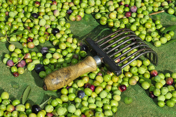 olives harvesting