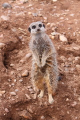 Meerkat Suricata suricatta