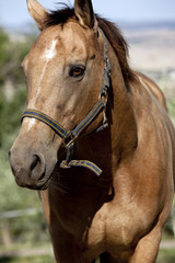 Obraz premium Cavallo