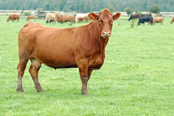 Female brown cow