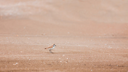 Ringed plover