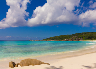 Jungle Palms Summertime