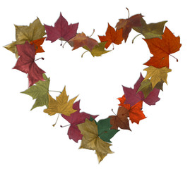 Empty heart  isolated over white with autumn leaves