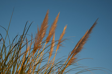 Pampas flower against blue sky, in early morning light.