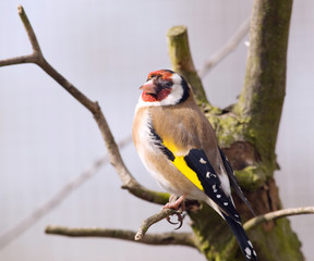 Strikingly nice goldfinch - Carduelis carduelis