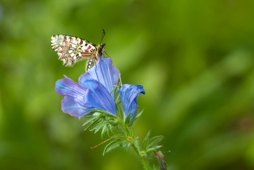 Borboleta em fundo verde