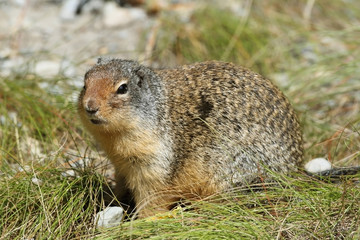 Naklejka na ściany i meble Ground Squirrel Columbia - Jasper National Park, Kanada