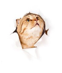 cat looking up in paper side torn hole isolated