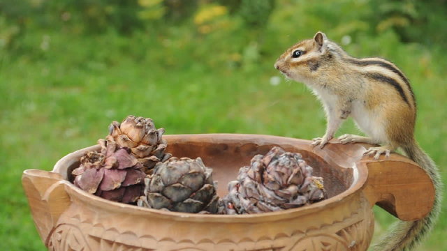Бурундук (chipmunk) и кедровые шишки