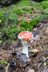 Toadstool  in  forest