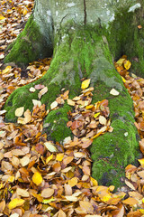 Moss covered tree roots