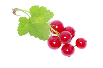 red currant