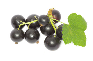 black currant