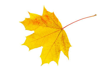 autumn maple leaf