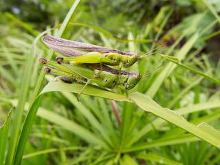 Grillen bei der Paarung