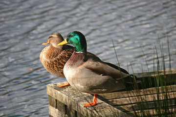 mallard ducks