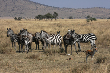 Obraz na płótnie Canvas Stada zebr w Serengeti