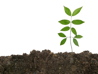 sapling growing from soil