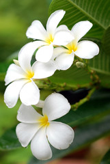 White Plumeria flowers