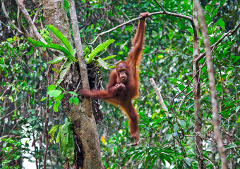Fototapeta premium orangutang in action