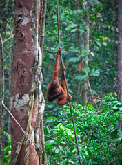 orangutang in rainforest