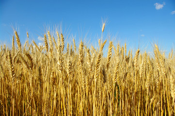 Naklejka premium Wheat