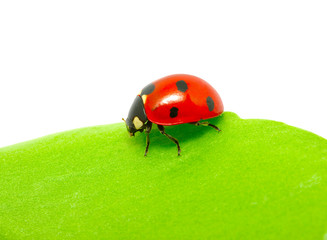 ladybug