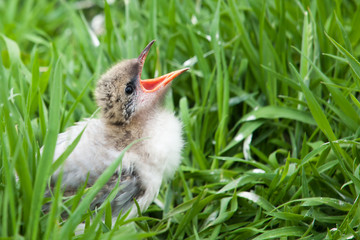 Bird Chick in the Grass