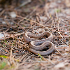 Smooth snake
