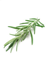 Rosemary