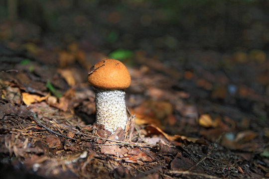 edible mushroom in dark wood