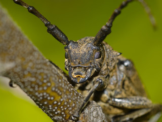 Brown large bug on a branch