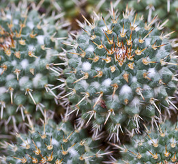 Kaktus Detail