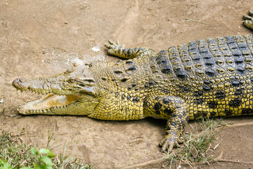 Portrait of a crocodile