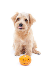 ハロウィンのノーフォークテリア