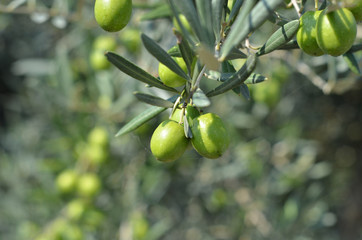 olive