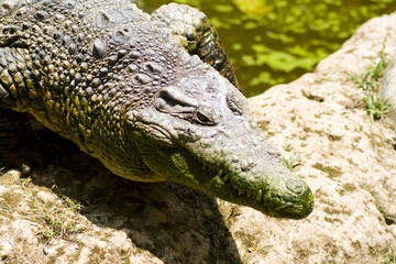 Portrait of a crocodile