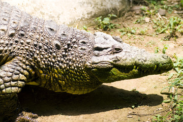 Portrait of a crocodile