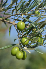 olive