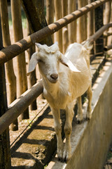Close up of young white goat