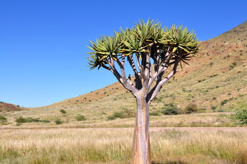 african landscape with quiver tree