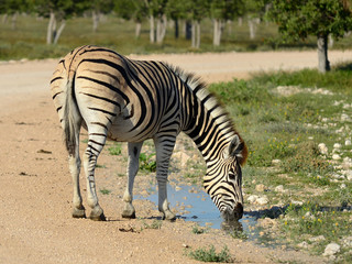 Fototapeta na wymiar Drinking Zebra z kałuży