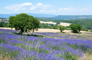 Beautiful lavender field in Provence, France
