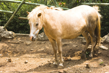 Obraz premium Beautiful horse portrait