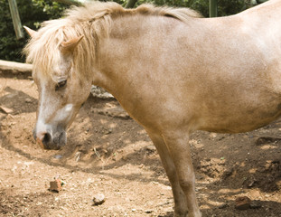 Obraz premium Beautiful horse portrait