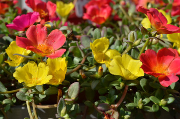 portulaca