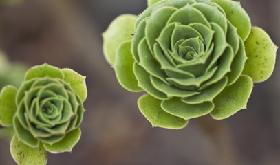 Sukkulenten Nahausnahme von zwei Blüten