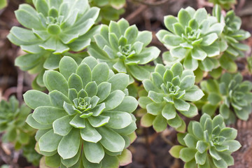 Sukkulenten Gartenpflanze